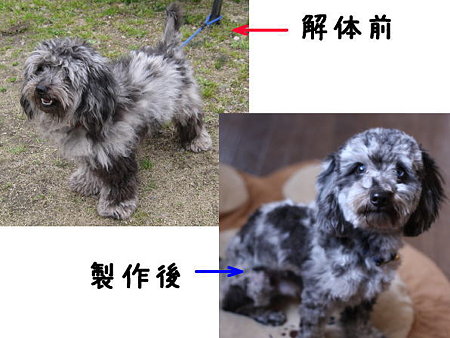 同じ犬とは思われへん