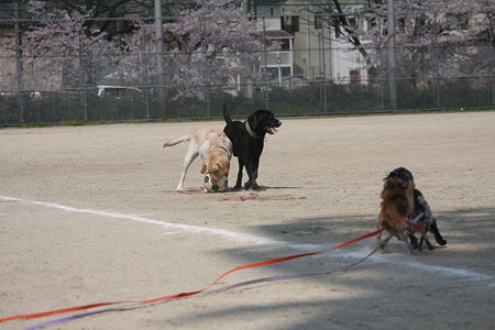 走ると早いです