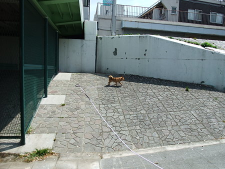 相変わらず探検がお好きなバロンです