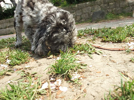 必死で草の根っこ食ってた・・・