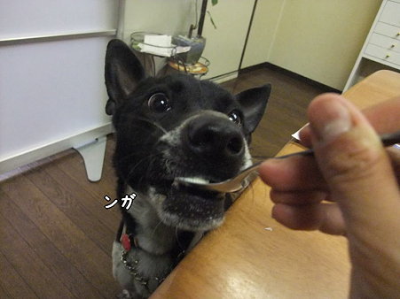 ンガ