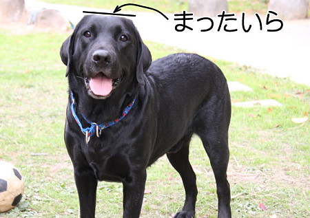 平な悟天
