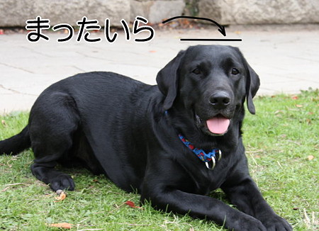 フセしてても真っ平