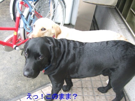 その4つの目が痛い・・・