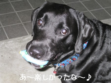 楽しかった