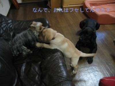 ヨーキーVSラブラドール