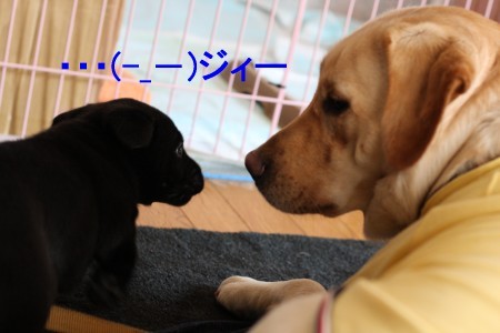 見つめ合う