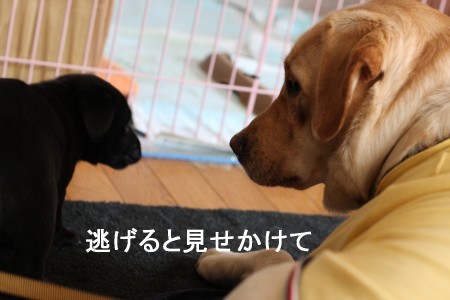 逃げる?!