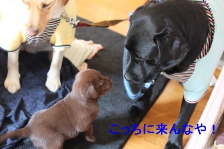 ビビる