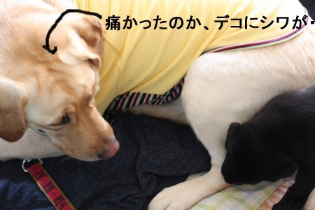 足を噛まれた!!