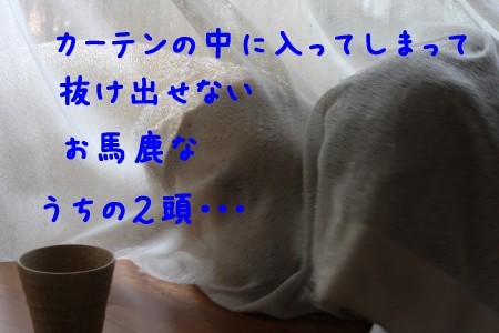 カーテンの中