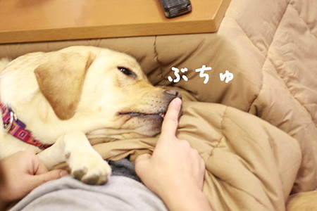 ぶちゅ