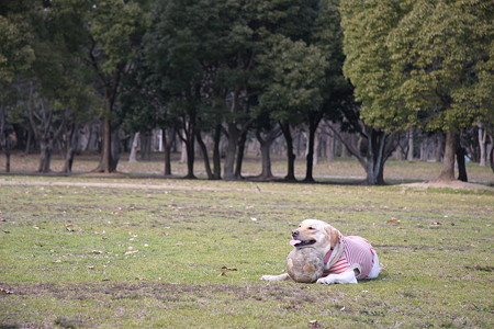 犬のいる風景