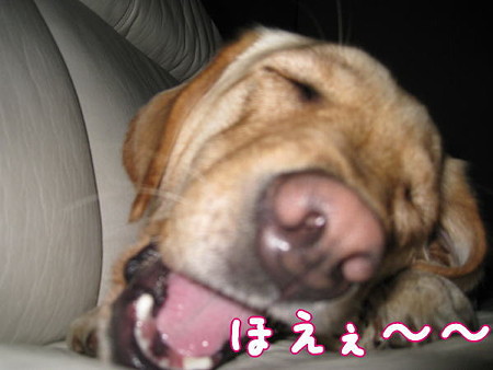 ほえぇ~