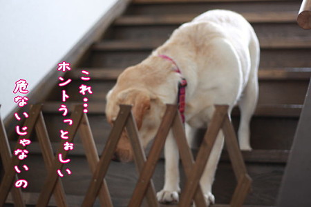 階段2(危ないって!)