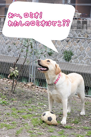 ロミオ!