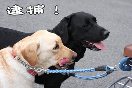 逮捕