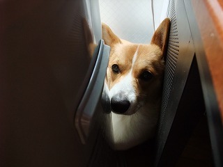 2009_0311昼下がり0001