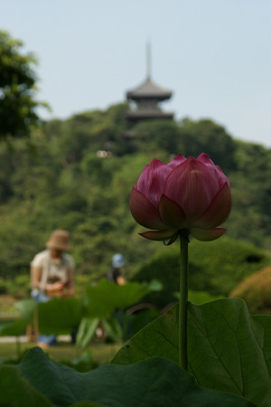 蓮の花と四重の塔0712te