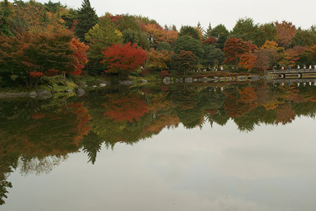 紅葉映り込み1115d