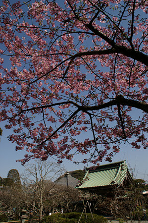 長谷寺河津桜0214e