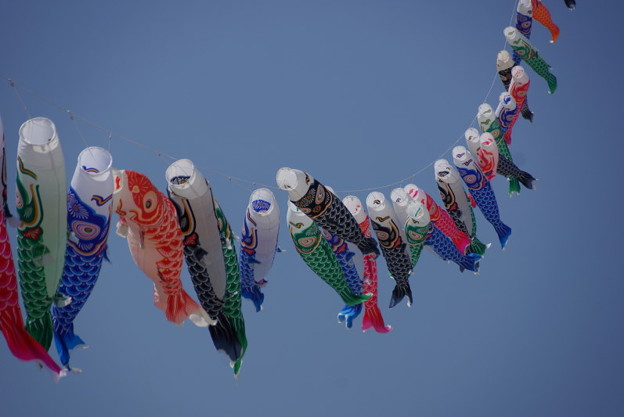 鯉のぼりがいっぱい、由比ヶ浜!14