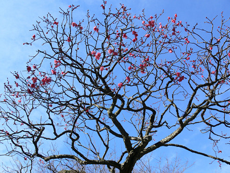 寒紅梅東慶寺0127tc
