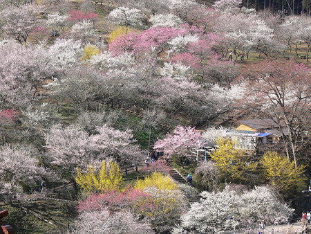 梅の公園3、吉野梅郷2008!