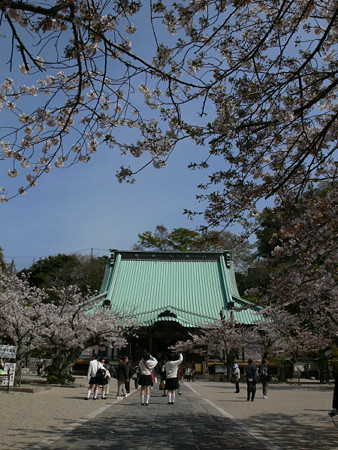 観桜会光明寺0405ta