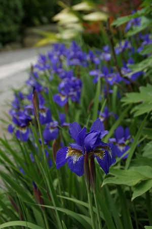 ショウブの花0505ta