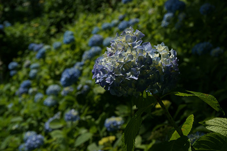 姫紫陽花長谷寺0601ta