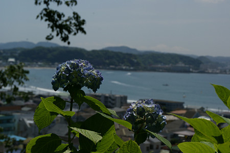 紫陽花と鎌倉の海0601tb