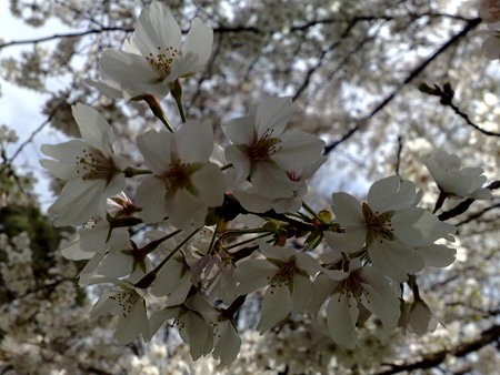お花見(3)