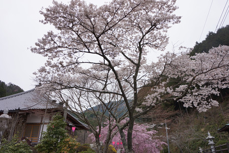 高蔵寺 - 01