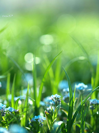 forget me not...