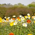 rs-140423_ポピー・SL(昭和記念公園) (6)