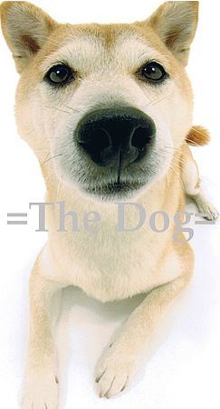 THE DOG2
