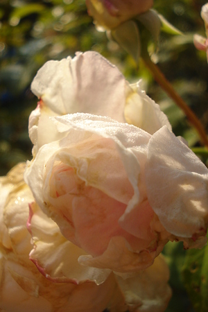 DSC00361