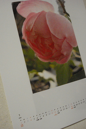 お気に入りの薔薇で～1月のカレンダー