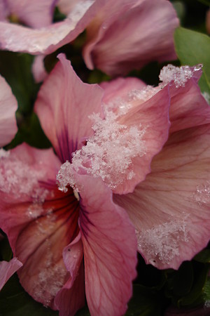 パンジーの花にも・・・