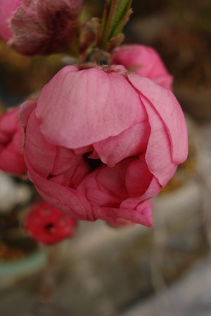 桃の花もうすぐ・・・