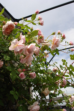 DSC06162