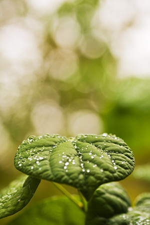雨上がり