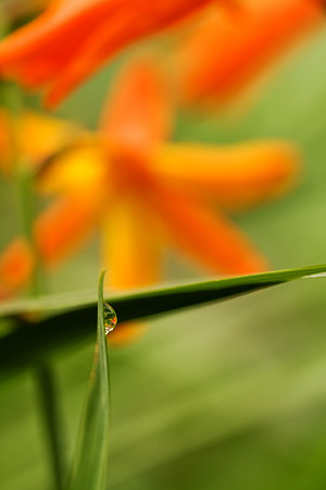 雫