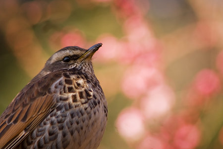 花見鳥