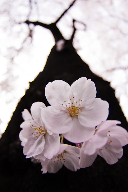 大木と花