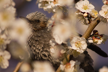 花に埋もれて