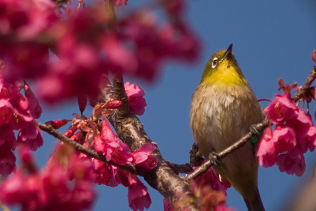 桜の季節