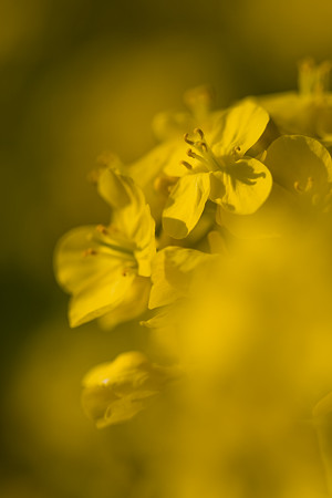 菜の花畑