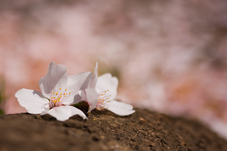 晩春